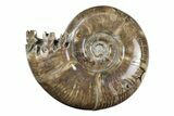Polished, Sutured Ammonite (Argonauticeras) Fossil - Madagascar #246226-1